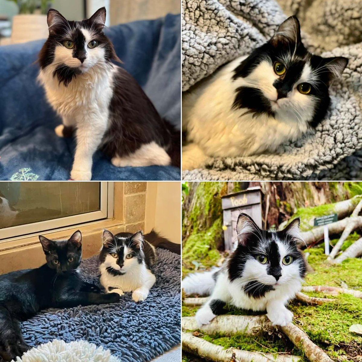 Meet Phoebe, The Cat Who Turned Her 'Wobbles' Into Wins! 

Stephanie never expected to foster a special needs cat, but Phoebe changed everything. 

Discover how this wobbly cat strutted her way into a forever home 👉 buff.ly/4wlzldn