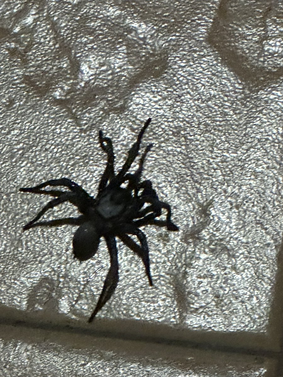 gomez_mon's tweet photo. @Arachno_Cosas hola me puedes decir si esta araña es venenosa? https://t.co/xGtgVIzmoj