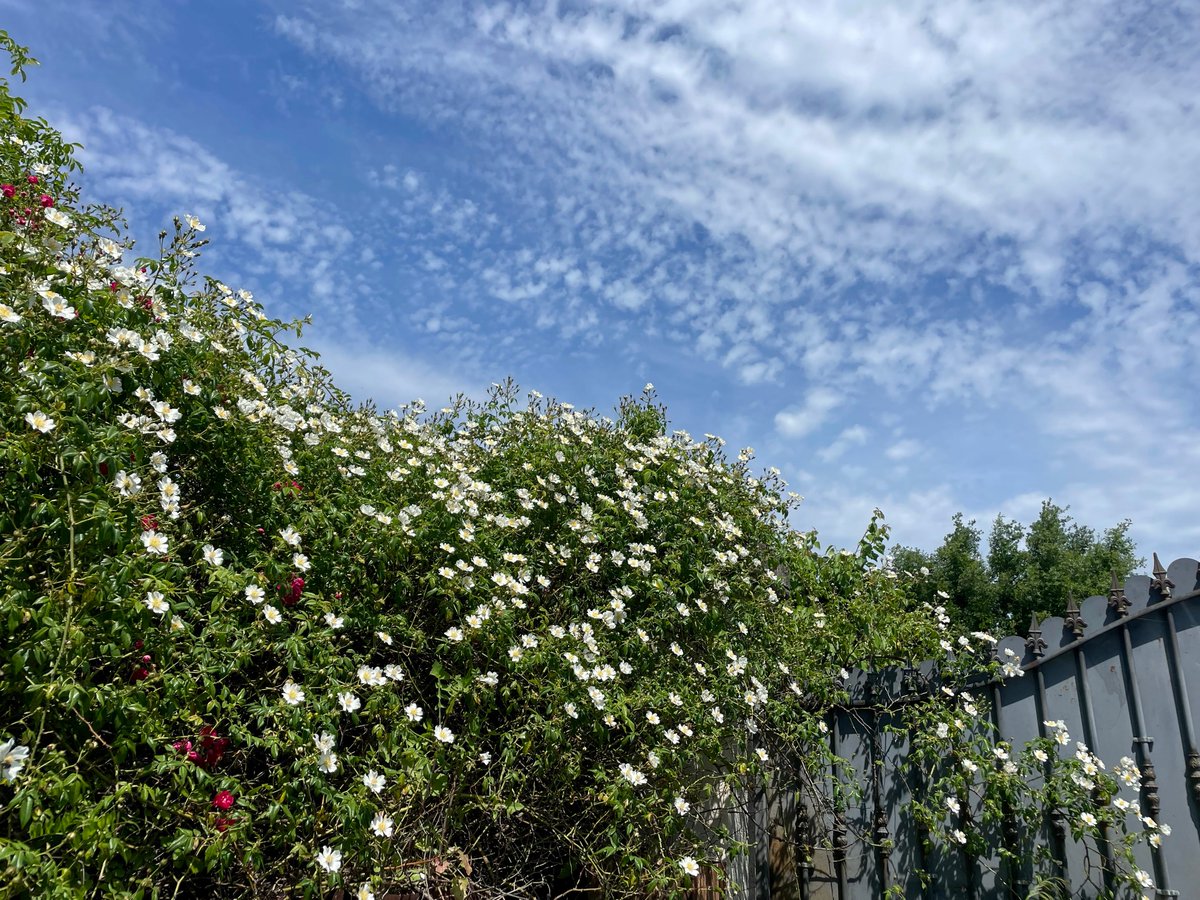ferdinandkoop's tweet image. De roos bij de ingang doet het weer goed of liever gezegd ze bloeit uitbundig. De poort wordt overwoekerd dit jaar en dat mag. In het najaar een beetje terugsnoeien. 
#France #Pézenas #ingang #roos