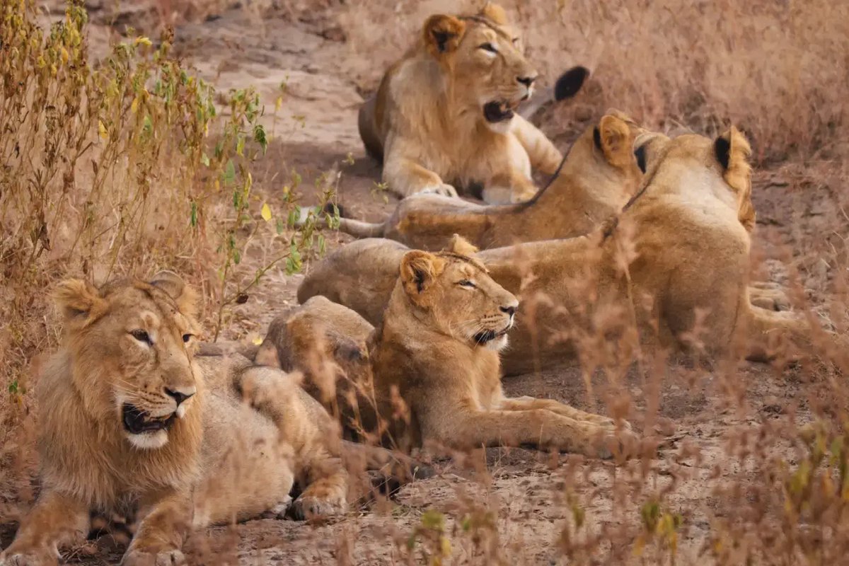 GIR LION CONSERVATION SUCCESS Story. Animal Census carried out in 11 districts over an area of 35,000sq Km  in Gir shows that over the last 5 yrs, Lion population has increased from 674 to 891. <a href="/gir_park/">Gir National Park</a> <a href="/OfficialZSL/">ZSL</a> <a href="/WWF/">WWF</a> @girconservation #WorldWildlifeFund