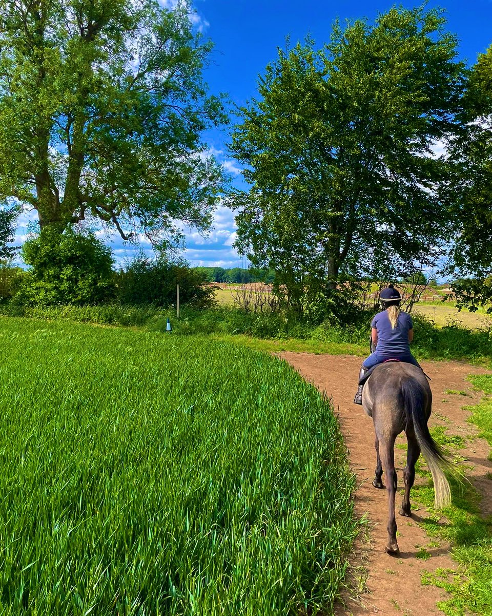 JockeyRach's tweet photo. When they haven’t been sat on for 7months and they lead the hack on a loose rein!
Sid-you are a legend! 🩵
Why can’t all retrainers be this easy?! ☺️
#exracehorse
#bombproof
#legend
#exracehorseagency https://t.co/uwQEK7amxE