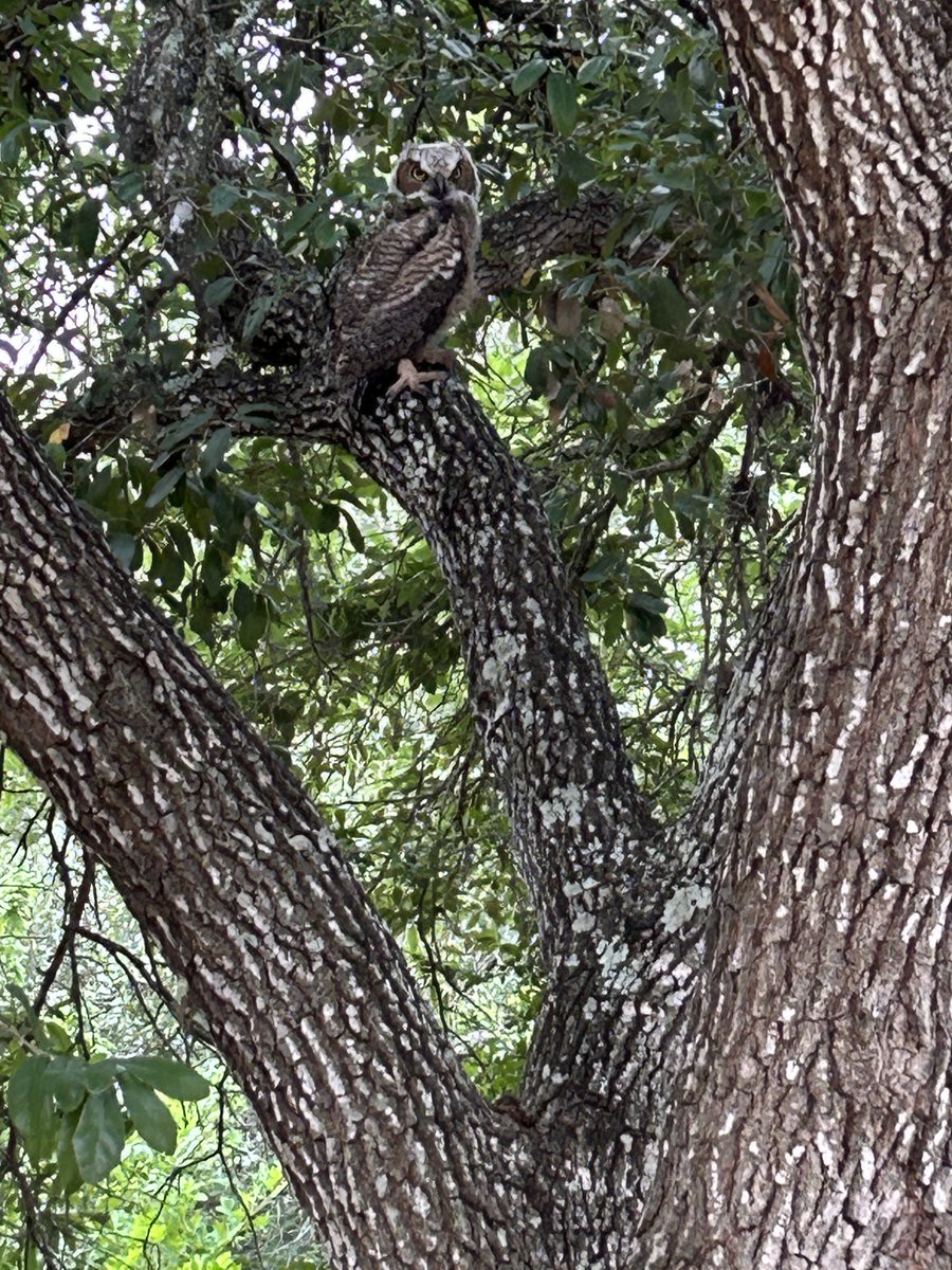 Thanks to Bill J. Boyd from the Center, these are two more pics of the 1st owlet that fledged from yesterday (5/24/25).   They've seen Athena this morning, but not either of the owlets....more to follow!