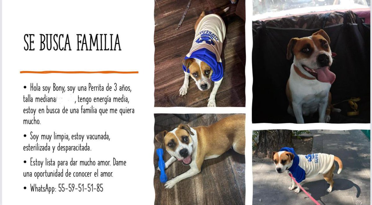 HELA_MORE's tweet photo. Amigos nos urge encontrar otro hogar temporal para Bony 🥺

En verdad ya no podemos con tantas pensiones.😔

Estamos en CDMX. https://t.co/mjX1wKml1i