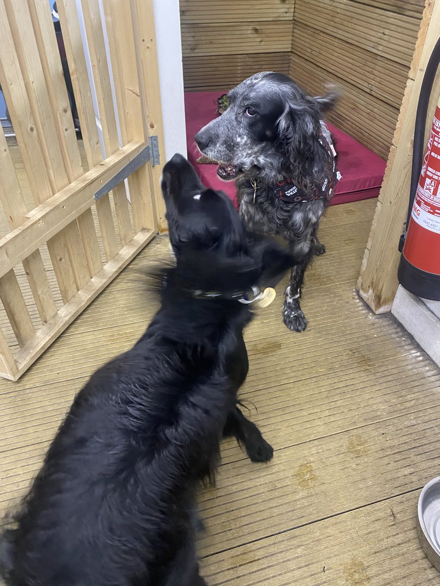 SOS Rescue Bracken & SA rescue Rowen 🇺🇦 (@roxy_indie) on Twitter photo Bracken and Rowen rocking their lovely new bandanas all they way from 🇺🇸
Thank you <a href="/Suzplc/">Sue clisby💙</a>
I did have to take Brackens off as Rowen whose been put on a diet by the vet got a bit peckish
🤦♀️🤦♀️ Bracken and Rowen rocking their lovely new bandanas all they way from 🇺🇸
Thank you <a href="/Suzplc/">Sue clisby💙</a>
I did have to take Brackens off as Rowen whose been put on a diet by the vet got a bit peckish
🤦♀️🤦♀️