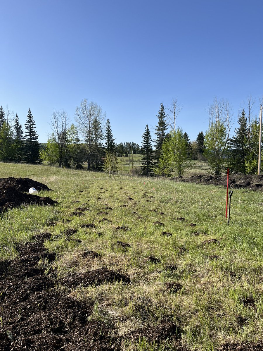 michell29537821's tweet image. Planting tree saplings is hard work.  This 100 m2 area just needs a watering system.  The other area (150 m2) is almost in the same state.  Over 500 trees planted. #2BT #AWES