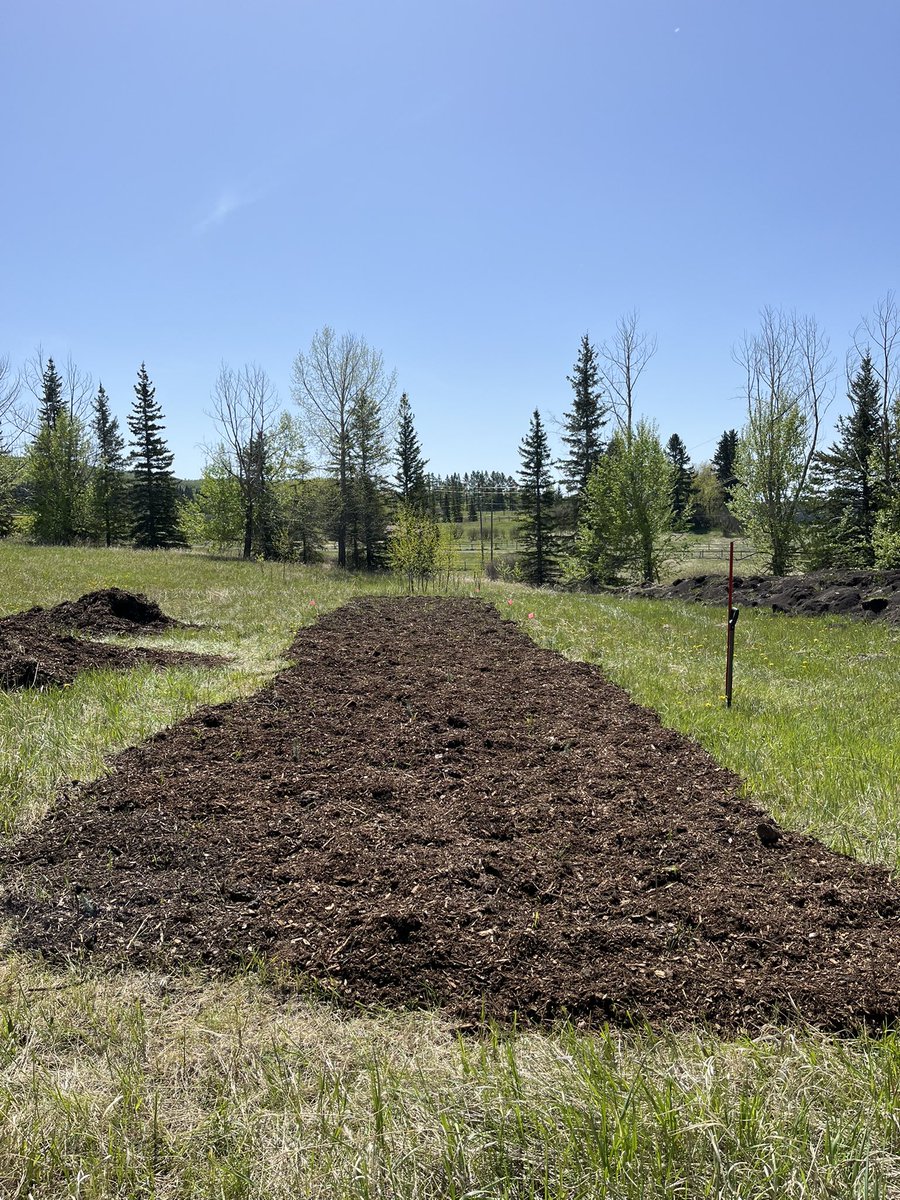 michell29537821's tweet image. Planting tree saplings is hard work.  This 100 m2 area just needs a watering system.  The other area (150 m2) is almost in the same state.  Over 500 trees planted. #2BT #AWES