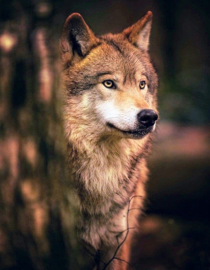 Wolf (@wolflope) on Twitter photo 