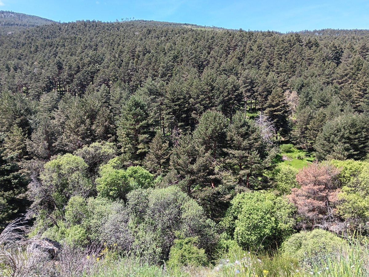 agodriozola's tweet photo. Desde el puerto de #Navafria a #Gallegos 🌿🌿🌿

#Segovia #SierraDeGuadarrama #cyl #cylesvida https://t.co/EiASQO6n15