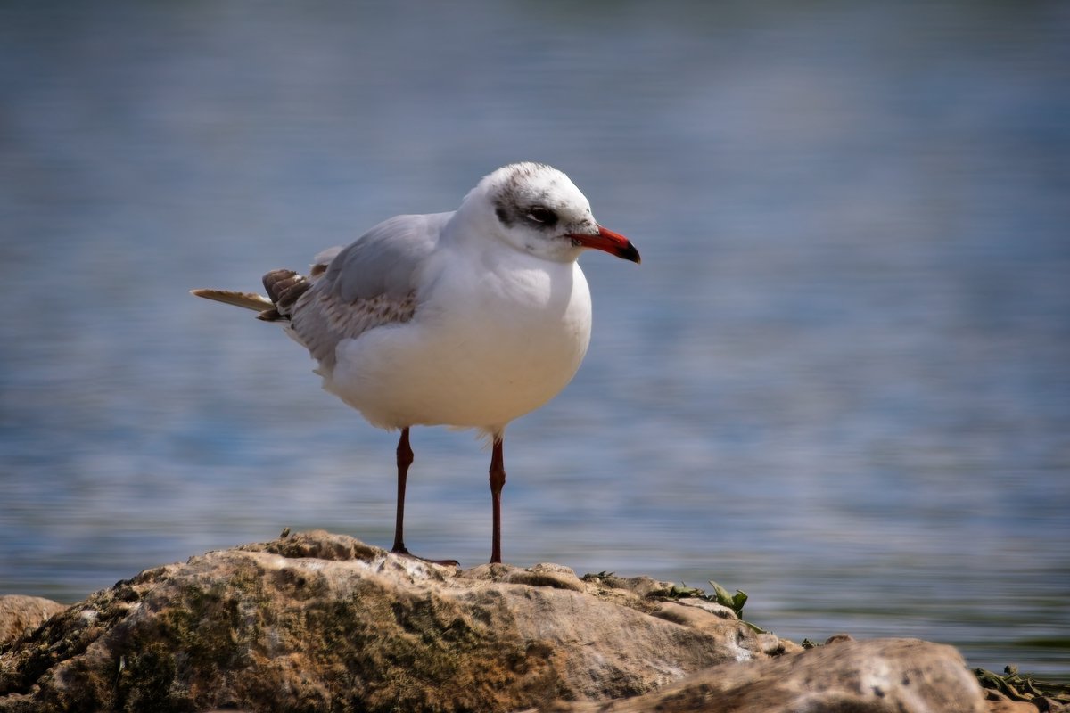 martin price (@smart0406) on Twitter photo Mediterranean Gulls at <a href="/WWTSlimbridge/">WWT Slimbridge</a> today, taken from the Discovery Hide <a href="/slimbridge_wild/">Slimbridge Sightings</a> #glosbirds #BirdsSeenIn2025 Mediterranean Gulls at <a href="/WWTSlimbridge/">WWT Slimbridge</a> today, taken from the Discovery Hide <a href="/slimbridge_wild/">Slimbridge Sightings</a> #glosbirds #BirdsSeenIn2025