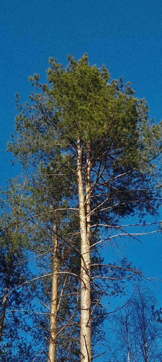 OfMemory_Art's tweet photo. #photography #nature #photo #NatureBeauty #outofmemory https://t.co/njPhU2PQB0