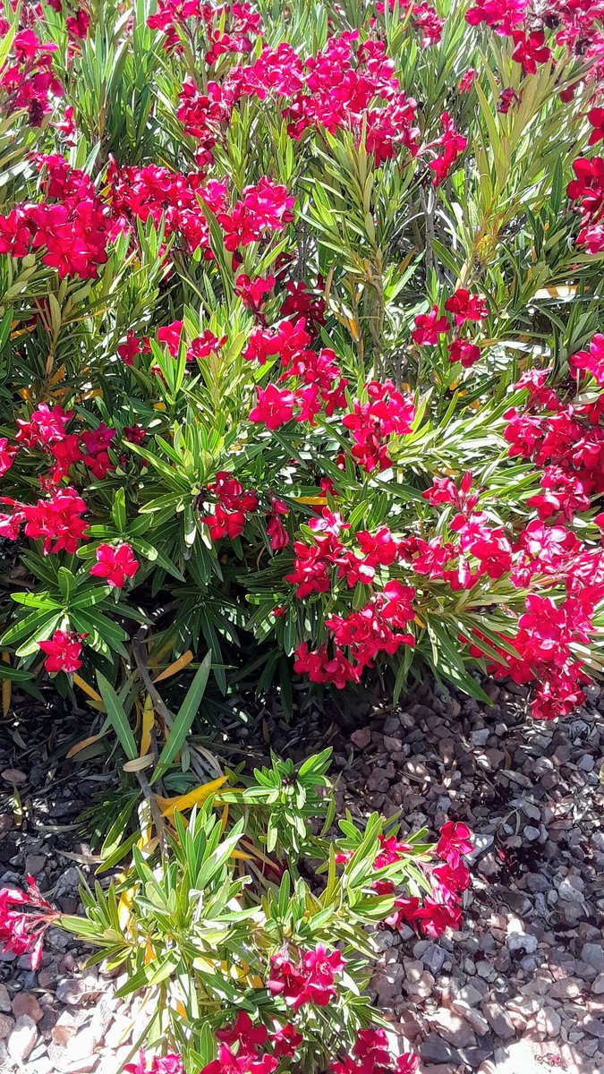 DonnaJAZgal's tweet photo. Nature's bouquet #Oleanders,๐ธ currently in bloom, make a natural fence in our side yard, not obstructing the desert beyond.๐ต๐ต
#SundayShare #MemorialDayWeekend2025 https://t.co/qyzswKwwWd