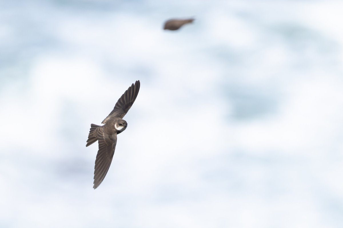 dunbar44's tweet image. A lifer in a firecrest yesterday and a hour spent watching sand Martins