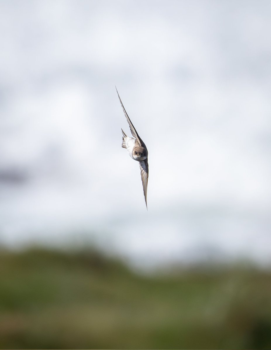 dunbar44's tweet image. A lifer in a firecrest yesterday and a hour spent watching sand Martins
