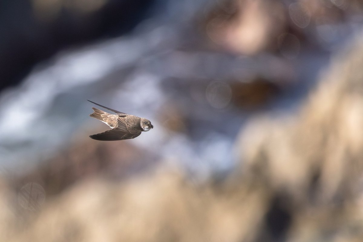 dunbar44's tweet image. A lifer in a firecrest yesterday and a hour spent watching sand Martins