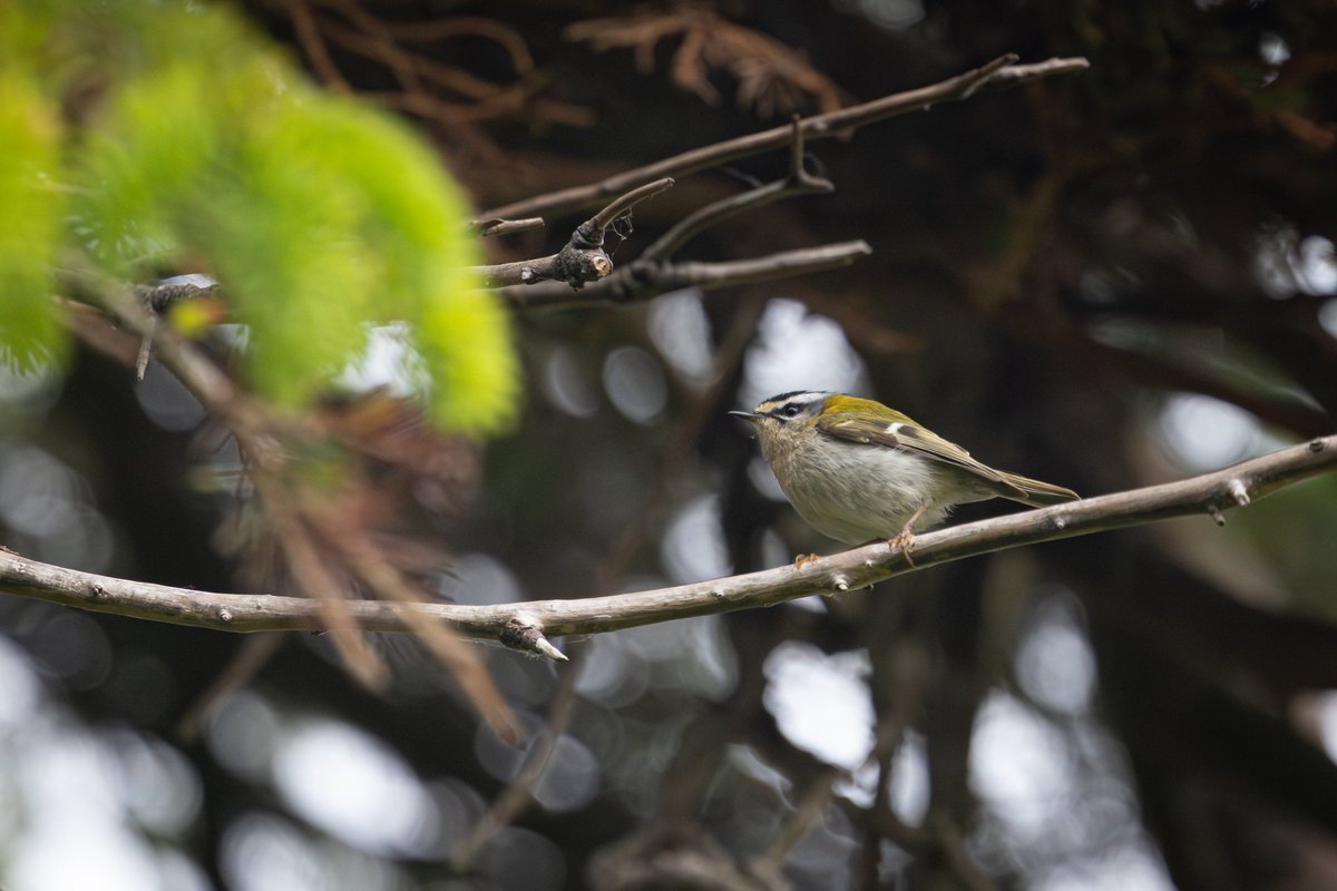 dunbar44's tweet image. A lifer in a firecrest yesterday and a hour spent watching sand Martins