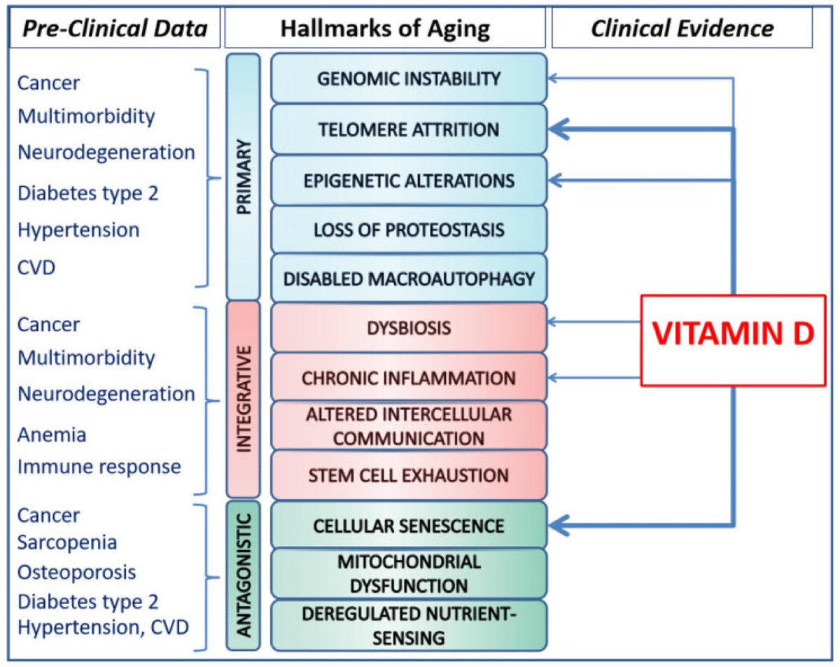D vitamini bir hormonur ve yaşlanmanın ve yaşa bağlı diğer yolların ayırt edici özelliklerini etkiler:

🍀genomik istikrarsızlık
🍀telomer yıpranması
🍀epigenetik değişiklikler
🍀proteostaz kaybı
🍀bozulmuş otofaji
🍀düzensiz besin algılama
🍀mitokondriyal işlev bozukluğu