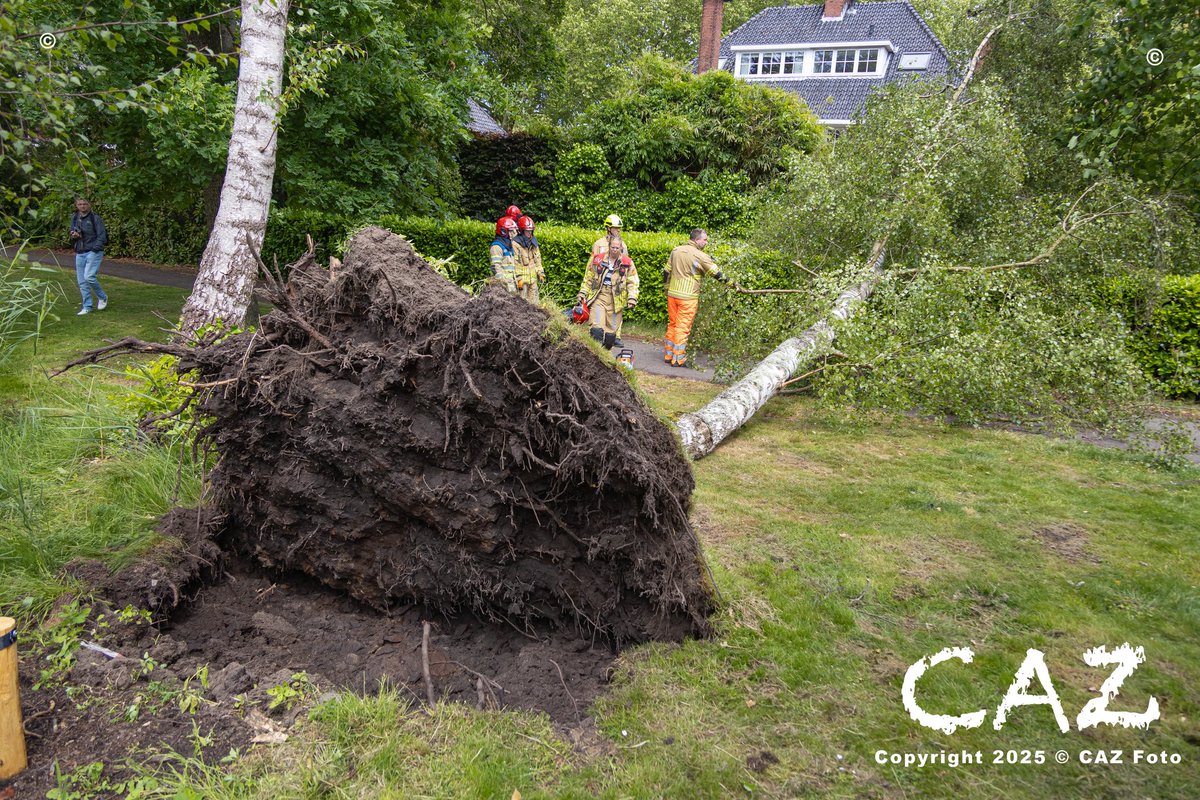 Boom omgewaaid in park in Naarden