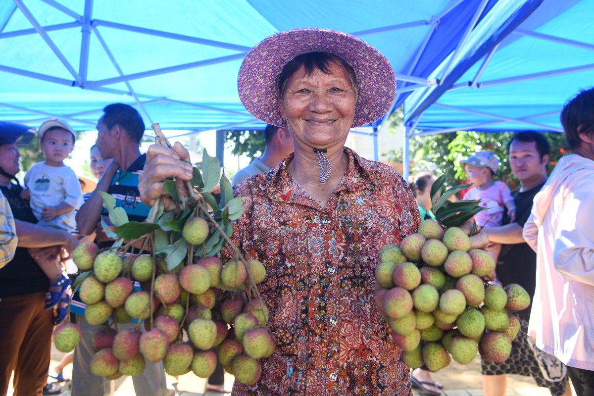 ExploreHaikou's tweet image. 🌴🍒【#LITCHI ALERT!】
Sweet season unleashed! The 2025 #Haikou Volcanic Litchi Festival kicks off at Sanmenpo Town🌞✨
👇Watch workers expertly packing volcano litchi fruits for nationwide delivery 🚚
#Lychee #LycheeLovers #tropicalfruits
（photo by Yang He)