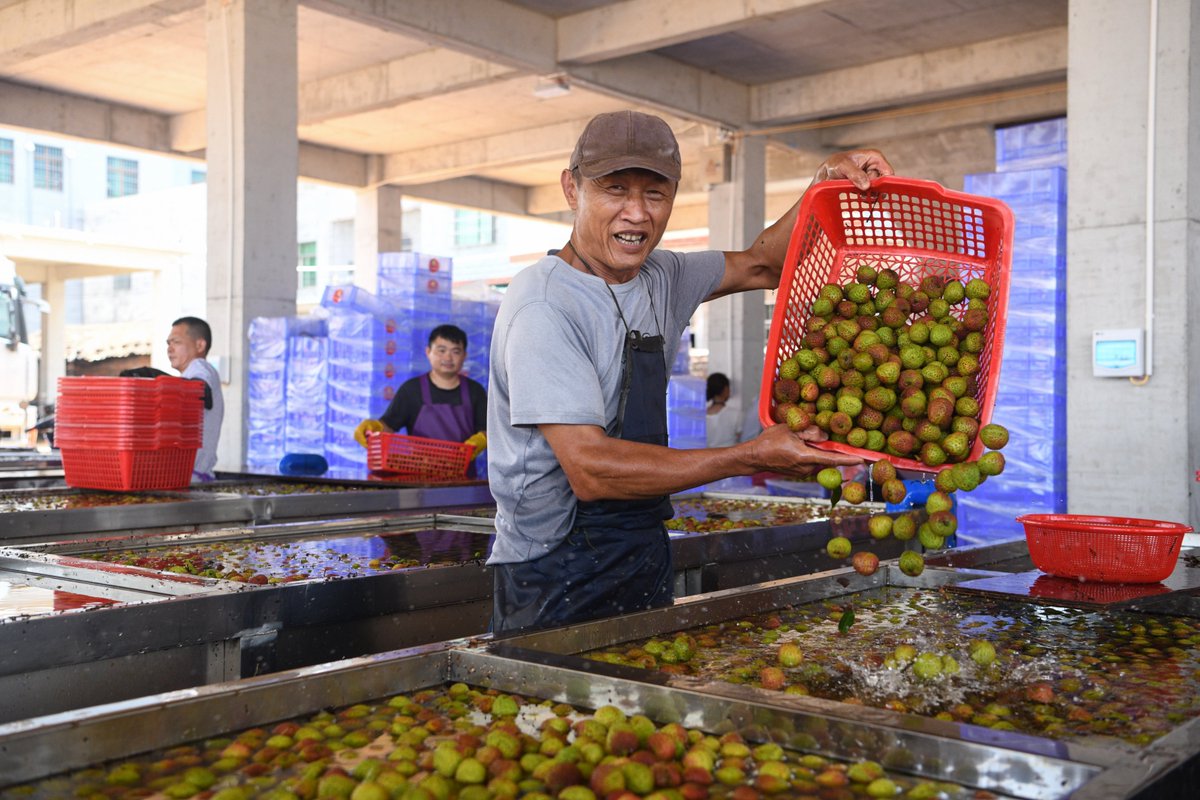 ExploreHaikou's tweet image. 🌴🍒【#LITCHI ALERT!】
Sweet season unleashed! The 2025 #Haikou Volcanic Litchi Festival kicks off at Sanmenpo Town🌞✨
👇Watch workers expertly packing volcano litchi fruits for nationwide delivery 🚚
#Lychee #LycheeLovers #tropicalfruits
（photo by Yang He)