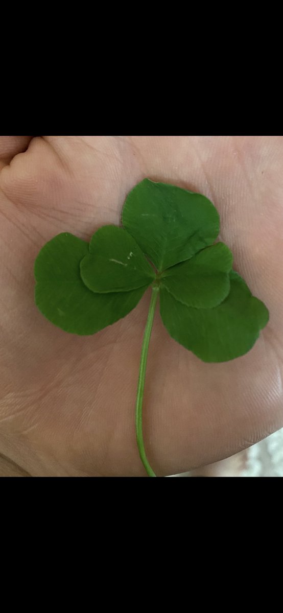 🍀 güzel bir şansım olmalı  2 yıl önce 4 yapraklı bu günde 5 yapraklı. 🥳