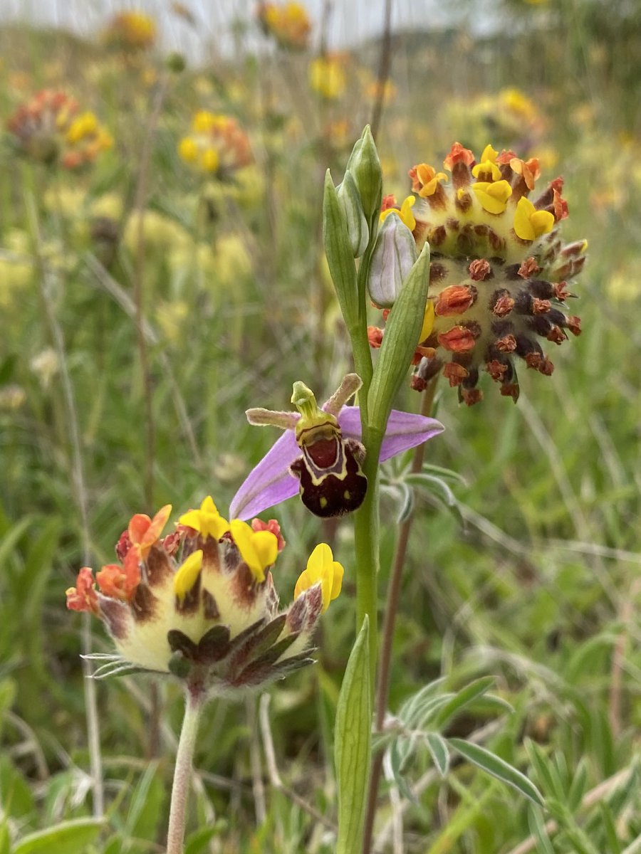 This has to be my favourite colour combination of the week for #WildflowerHour #WildFlowerShow Kidney Vetch and the first Bee Orchids. <a href="/wildflower_hour/">wildflowerhour</a>