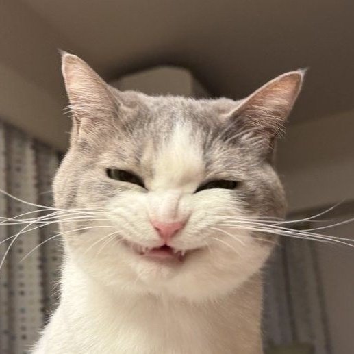 😺😺