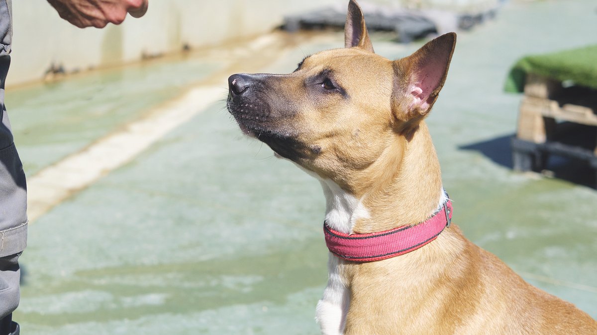 🐾 Cada animal ens costa 5 € al dia. 📲 Amb el teu Bizum al 04414, ens ajudes a salvar vides. És fàcil, ràpid i vital per a ells. Gràcies per ser-hi 💜 #AjudaAnimal #BizumSolidari #Solidaritat