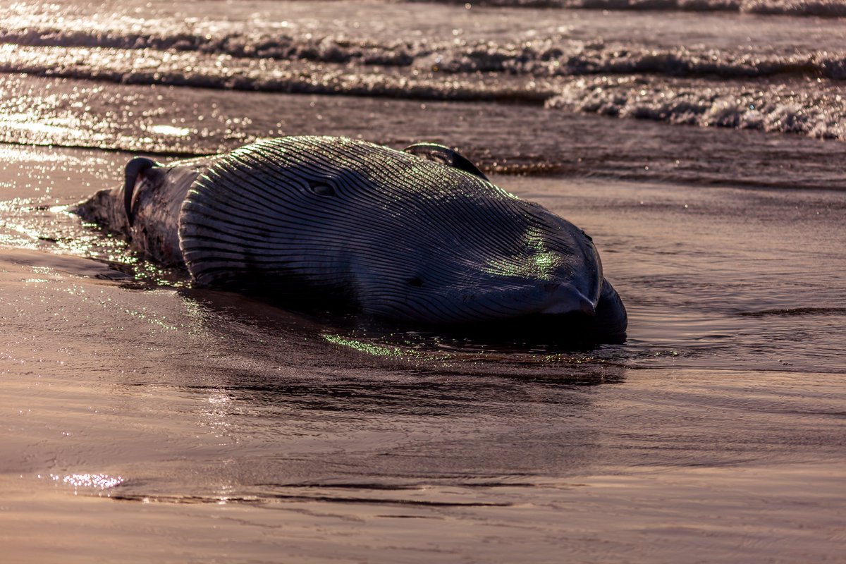 Brian Cunningham tweet media