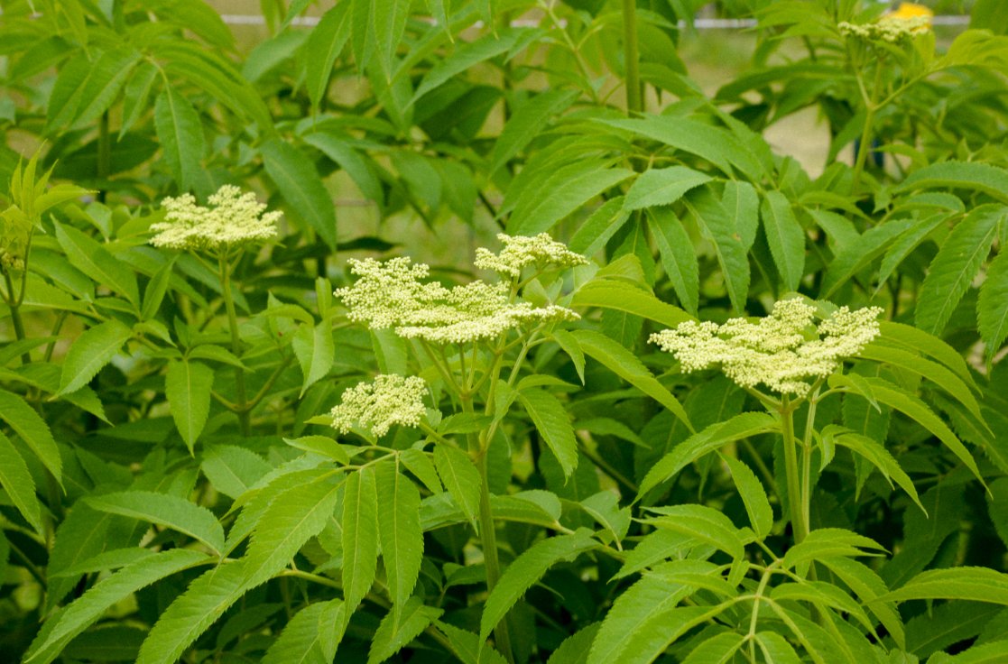 Colonial_Garden's tweet photo. Our elderberries are just beginning to bud! We've updated our pricing for our U-Pick Elderberries this year so that our customers get more bang for their buck. Learn more at: https://t.co/xlNGTWpc3I https://t.co/k4KUYRkKJa