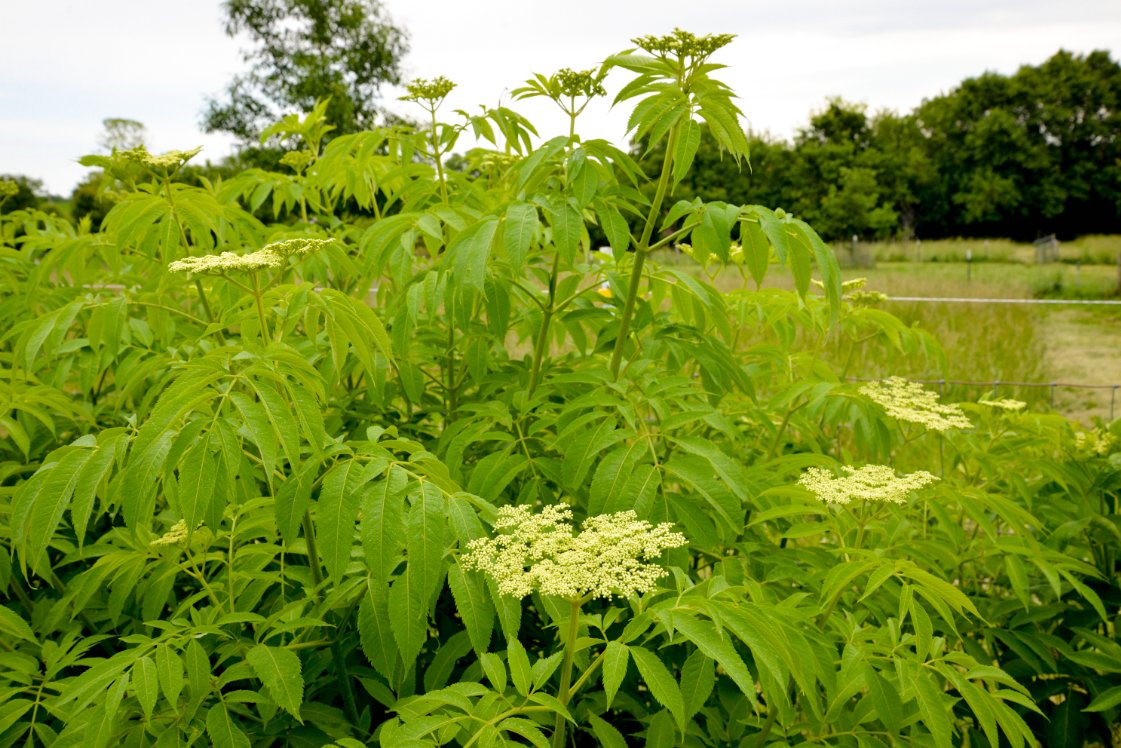 Colonial_Garden's tweet photo. Our elderberries are just beginning to bud! We've updated our pricing for our U-Pick Elderberries this year so that our customers get more bang for their buck. Learn more at: https://t.co/xlNGTWpc3I https://t.co/k4KUYRkKJa
