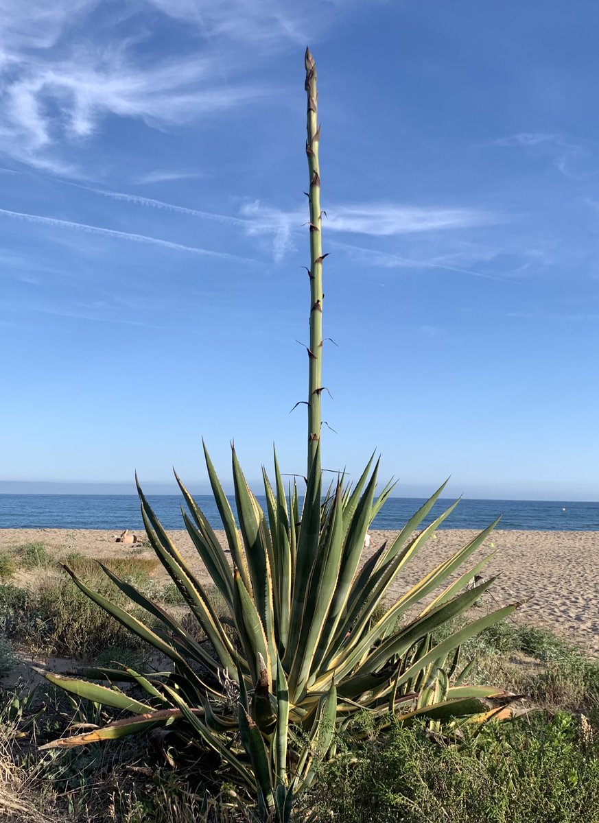romi_bcn's tweet photo. Atzavara a la Platja de Creixell.
He llegit que només floreixen un cop a la vida i després la planta mor. La canya o espiga té el nom de teixidor.
Té un cicle vital d’uns 25 anys.
També anomenada àgave o pita.
#sensefiltres
#diumengesalsol
#ultimdiumengedemaig https://t.co/R3C3znWNzT