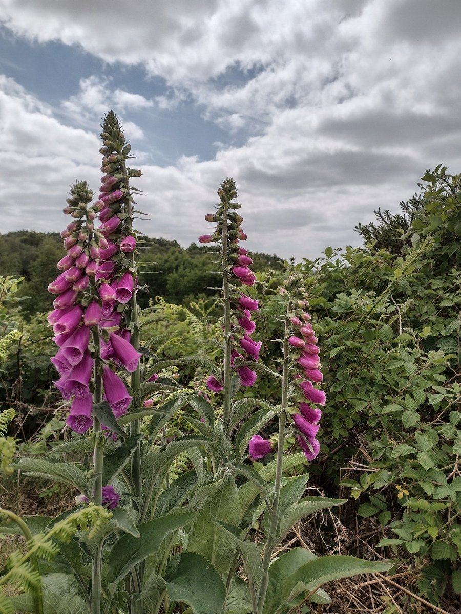 Although the foxgloves are just getting going on the Cliffe (where they flower prolifically during the summer), they were already looking radiant in the spring sunshine last Tuesday afternoon! 

#WildflowerHour #Shropshire 💜