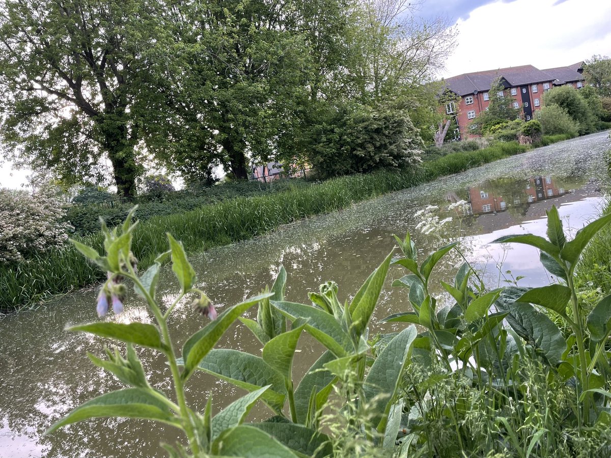 31 miles walked/run this week. This week I’ve taken this weeks photos ‘through the foliage’ which is the theme. New total 525 miles #NHS1000miles #NHS1000miles