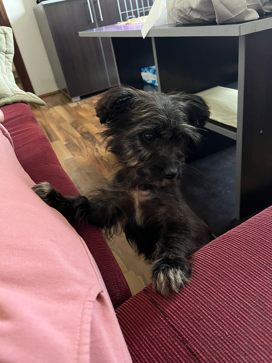 boyke_babs's tweet photo. Wij vragen dit voor een vriendin van frouwmens: is er iemand een puppy een goed thuis wil en kan geven? Ze is nu 3-4 maanden en kan over een week of 6-8 reizen, dan heeft ze haar vaccinaties gekregen.
Meer info? Stuur pb
- delen mag 🤞🏻 - https://t.co/9xDRcv0R1K