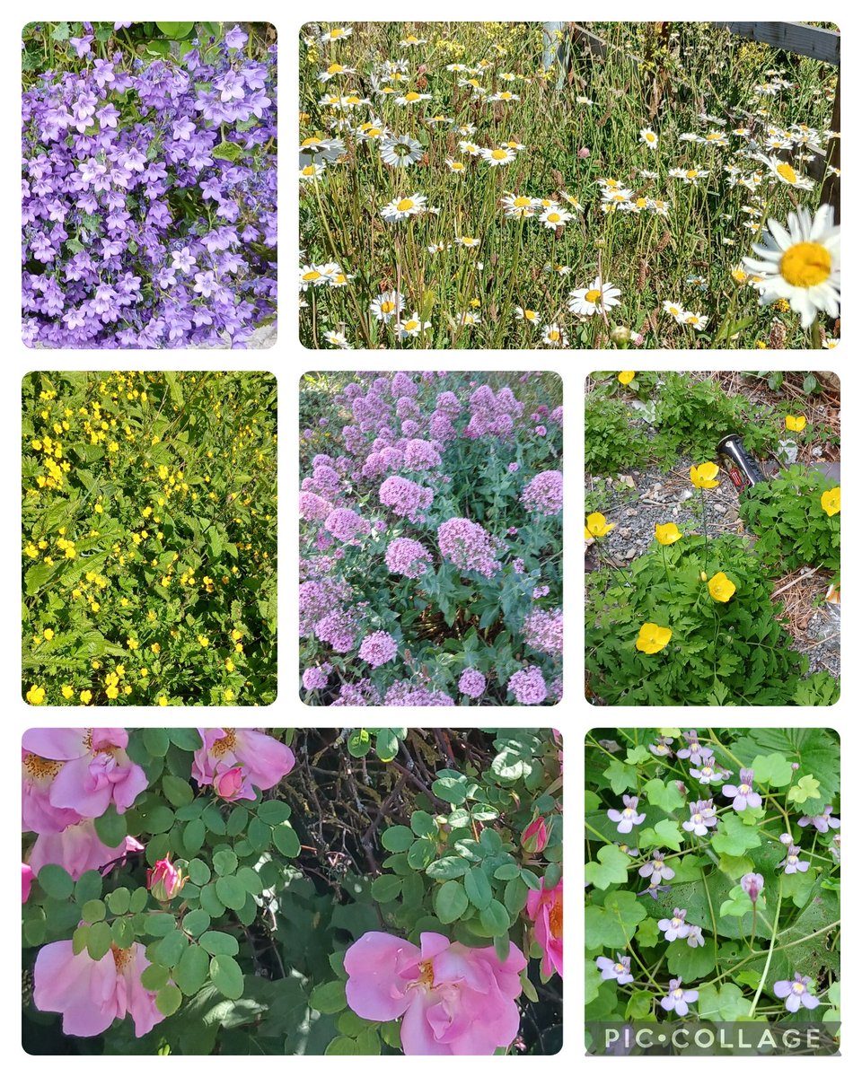 Suzanne Coleman (@sucoleman) on Twitter photo #WildFlowerShow from North Wales for this week's #wildflowerHour challenge Bellflowers, Ox-eye daisies, Creeping buttercups, Red valerians, Welsh poppies, Wild roses and Ivy-leaved toadflax
<a href="/wildflower_hour/">wildflowerhour</a> <a href="/Love_plants/">Plantlife</a> <a href="/BSBIbotany/">BSBI: Botanical Society of Britain & Ireland</a> <a href="/BSBICymru/">BSBI Wales</a> <a href="/NaturCymru/">Natur Cymru</a> <a href="/WildaboutPlants/">Plantlife</a> #WildFlowerShow from North Wales for this week's #wildflowerHour challenge Bellflowers, Ox-eye daisies, Creeping buttercups, Red valerians, Welsh poppies, Wild roses and Ivy-leaved toadflax
<a href="/wildflower_hour/">wildflowerhour</a> <a href="/Love_plants/">Plantlife</a> <a href="/BSBIbotany/">BSBI: Botanical Society of Britain & Ireland</a> <a href="/BSBICymru/">BSBI Wales</a> <a href="/NaturCymru/">Natur Cymru</a> <a href="/WildaboutPlants/">Plantlife</a>