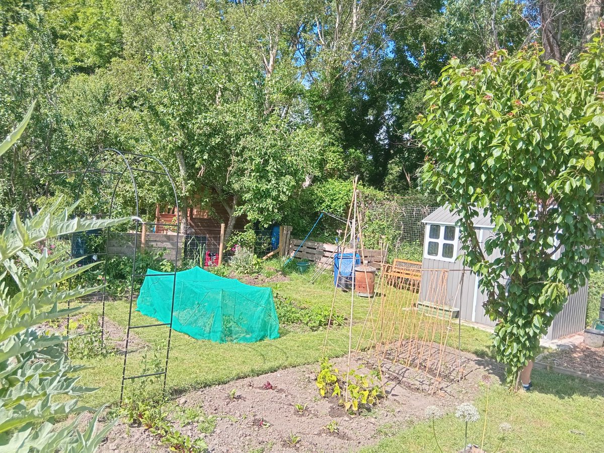A great day spent sorting out the allotment, our garlic and shallots have been pulled out the ground and only a small area left for some small crops to go into