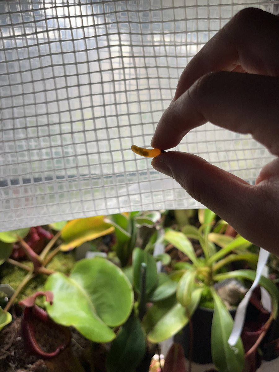 摘了一点新鲜蚁巢木的种子嘿嘿嘿