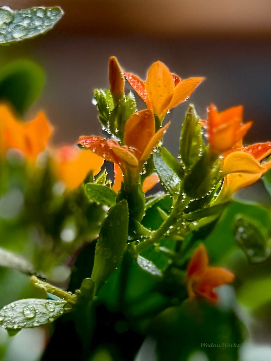 Buds and Blooms (dewy version)
#KalanchoeBlossfeldiana #FlamingKaty #Symbolism #Hope  #Renewal 
#Prosperity #GoodFortune #PositiveEnergy 
#PhotographersOfX
#WedowWerksPhotography