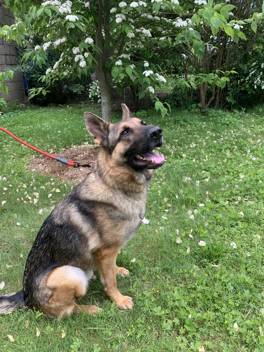 All Dogs Go to Heaven (@godlovesdogstoo) on Twitter photo Meet my sweet, precious Cooper! I recently adopted my handsome, good boy from <a href="/StacyHopeRescue/">Stacy Hope Rescue</a>! It was love at first sight! We are so happy! ❤️❤️❤️ They are an amazing rescue who really cares and goes above and beyond to save dogs in need, please support them however you can! Meet my sweet, precious Cooper! I recently adopted my handsome, good boy from <a href="/StacyHopeRescue/">Stacy Hope Rescue</a>! It was love at first sight! We are so happy! ❤️❤️❤️ They are an amazing rescue who really cares and goes above and beyond to save dogs in need, please support them however you can!