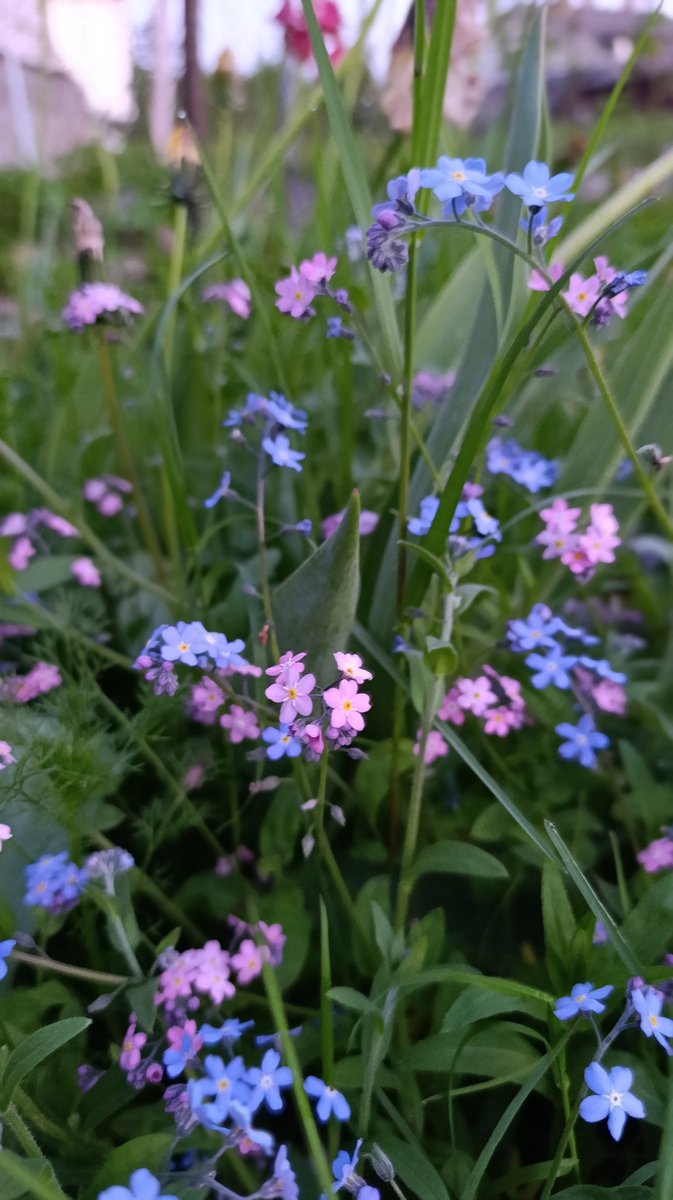 Nekas baigi neizauga vasaras beigās, bet tagad gan ir 😍 rozā neaizmirstulītes!!!