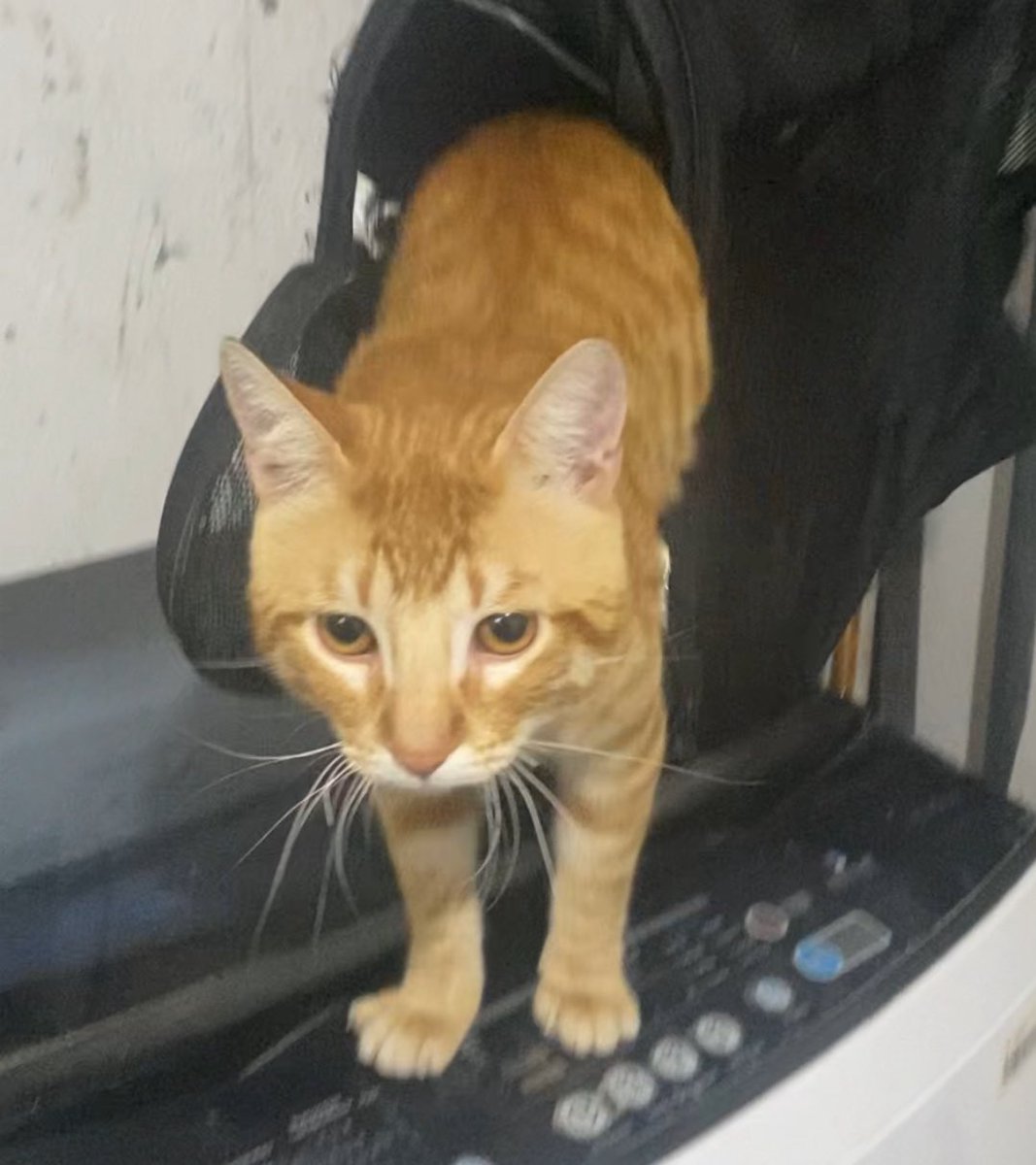 angelicatapiab's tweet photo. Se perdió mi gato por favor si algo lo ve reténgalo no sabe andar en la calle responde al nombre de Valentino tiene una deformidad en el esternón tiene más de un año pero es pequeño y está esterilizado se perdió por playa blanca con los algarrobos @iquique https://t.co/s3OC5D9OOJ