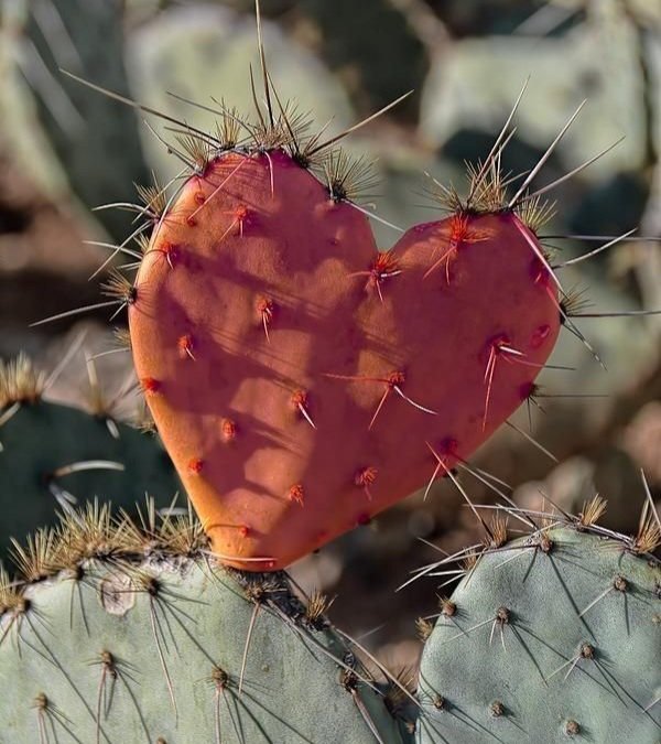 İnsanlar, çaresizliği en çok
kalbin “evet”, 
aklın “hayır” dediği yerde hisseder.
--------------------

#Geceye_Huzurla