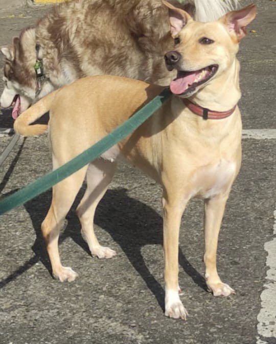 Caso de ADOPCIÓN 🙏🏻  Esa niña se llama JOLLIE, es la hermana de EMMA VALENTINA. Su dueño falleció y le están buscando un nuevo hogar. Tiene 2 años, está esterilizada, vacunada y desparasitada. Por favor, máxima difusión 🙏🏻🙏🏻🙏🏻 Contacto: Sra. Gloria, 0414-547-54-77