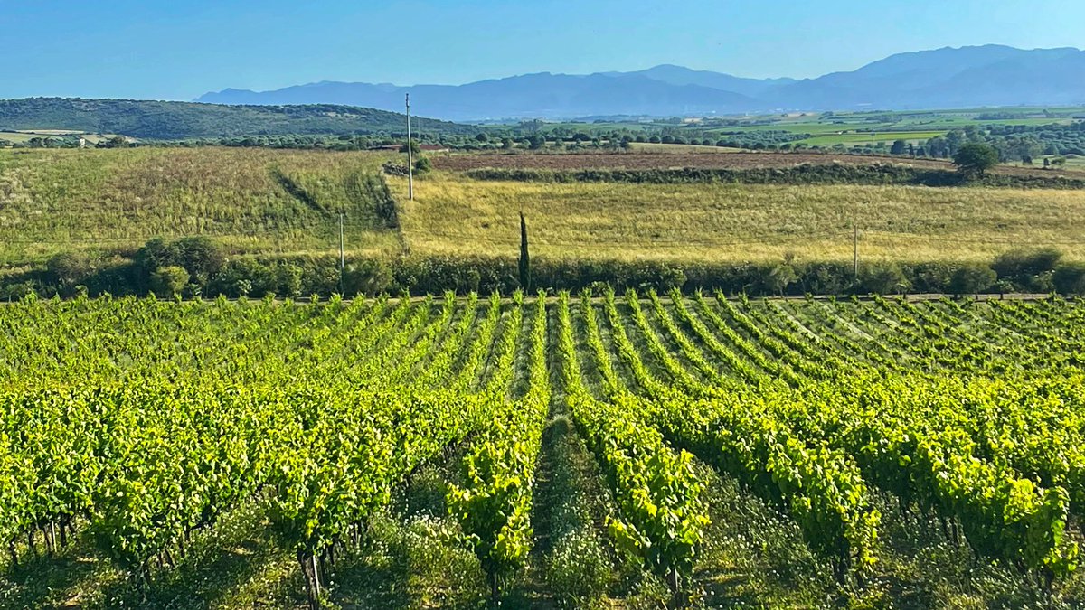 sardiniaSEA's tweet photo. #cantine aperte #Sardegna #Serdiana #vino https://t.co/5DF0VCNUQW