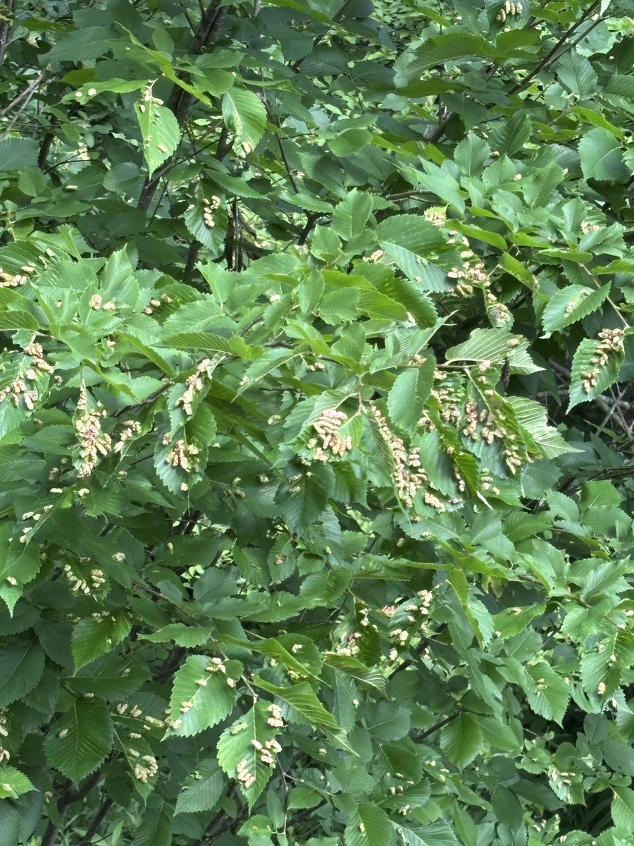 astro_alexandra's tweet image. anybody know what these things stuck on the leaves of this Hornbeam tree in Georgia are?
