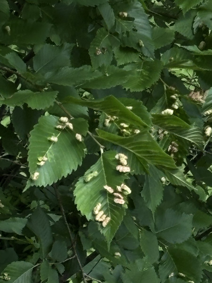 astro_alexandra's tweet image. anybody know what these things stuck on the leaves of this Hornbeam tree in Georgia are?