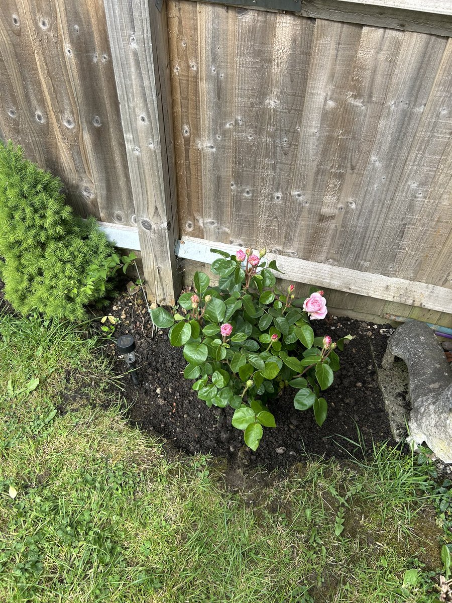 Louise Savine RN MSc (@savinelouise) on Twitter photo #NHS1000miles a steady 33.7walking miles this week. Gardening too. <a href="/MarcelleTauber/">Marcelle Tauber-Gilmore, RGN, BSc, MSc ๐๐</a> <a href="/Marie_Batey/">Marie Batey๐ฟ๐ค๐ผ</a> <a href="/kent_cowley/">Sarah Cowley</a> <a href="/DAustinRoses/">David Austin Roses</a> #roses #peonies #NHS1000miles a steady 33.7walking miles this week. Gardening too. <a href="/MarcelleTauber/">Marcelle Tauber-Gilmore, RGN, BSc, MSc ๐๐</a> <a href="/Marie_Batey/">Marie Batey๐ฟ๐ค๐ผ</a> <a href="/kent_cowley/">Sarah Cowley</a> <a href="/DAustinRoses/">David Austin Roses</a> #roses #peonies