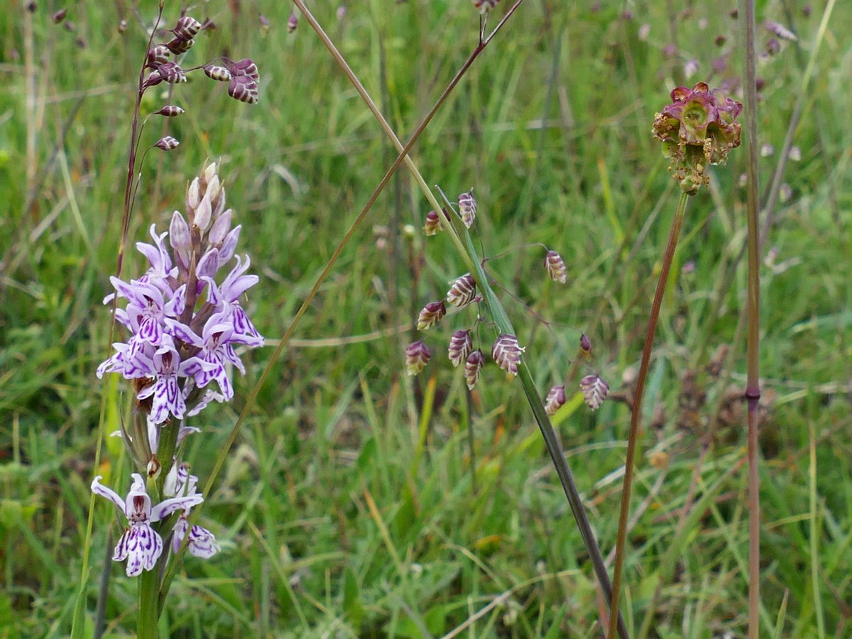 RogerRob473's tweet image. A trio of flowers for this week&apos;s #WildFlowerShow challenge - common spotted orchid, quaking grass and salad burnet. #wildflowerhour