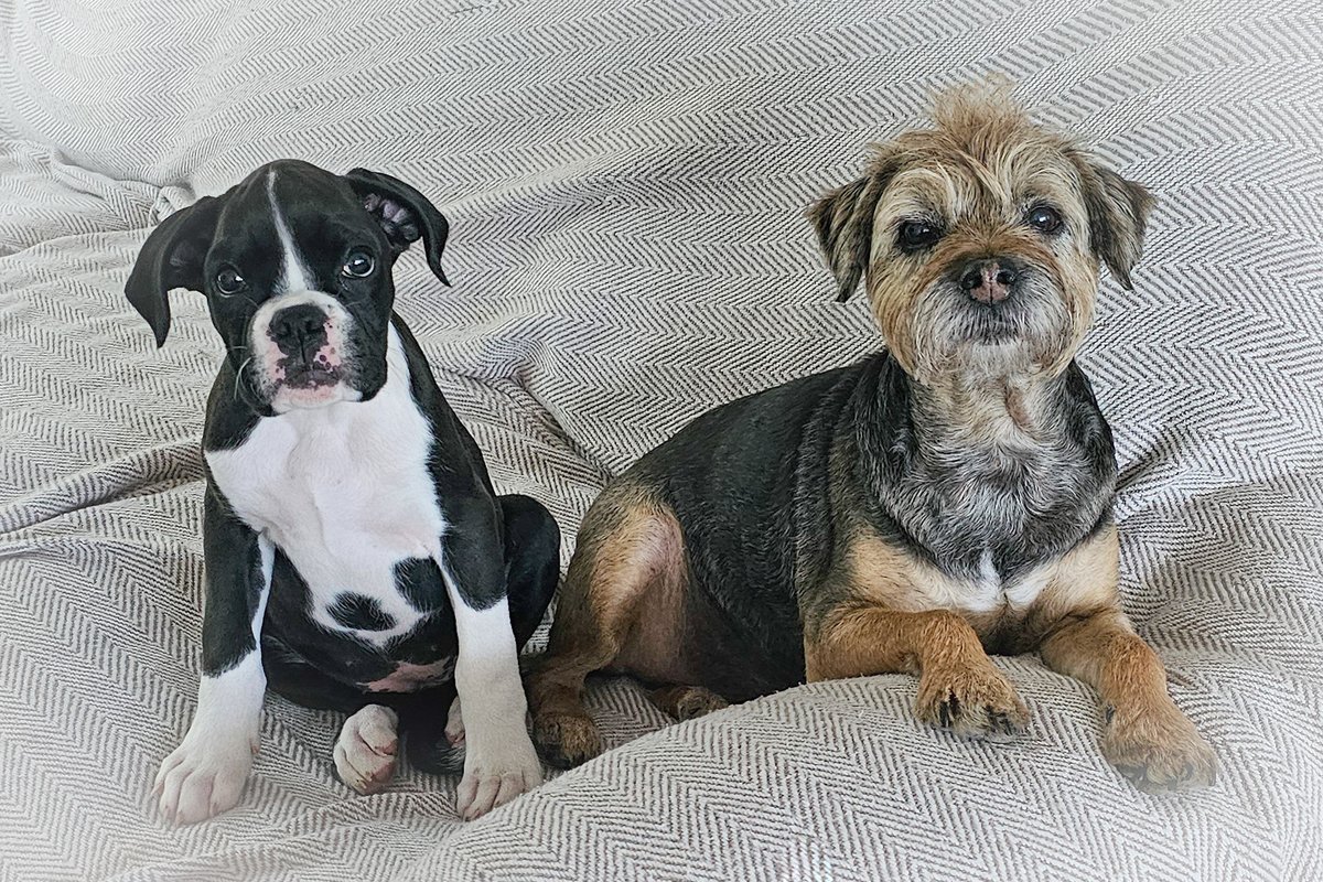 Pals da twaining iz goin well. My prentice haz managed to snaffle sum noms an bark (sqweek) at da neybors!!!!!!!