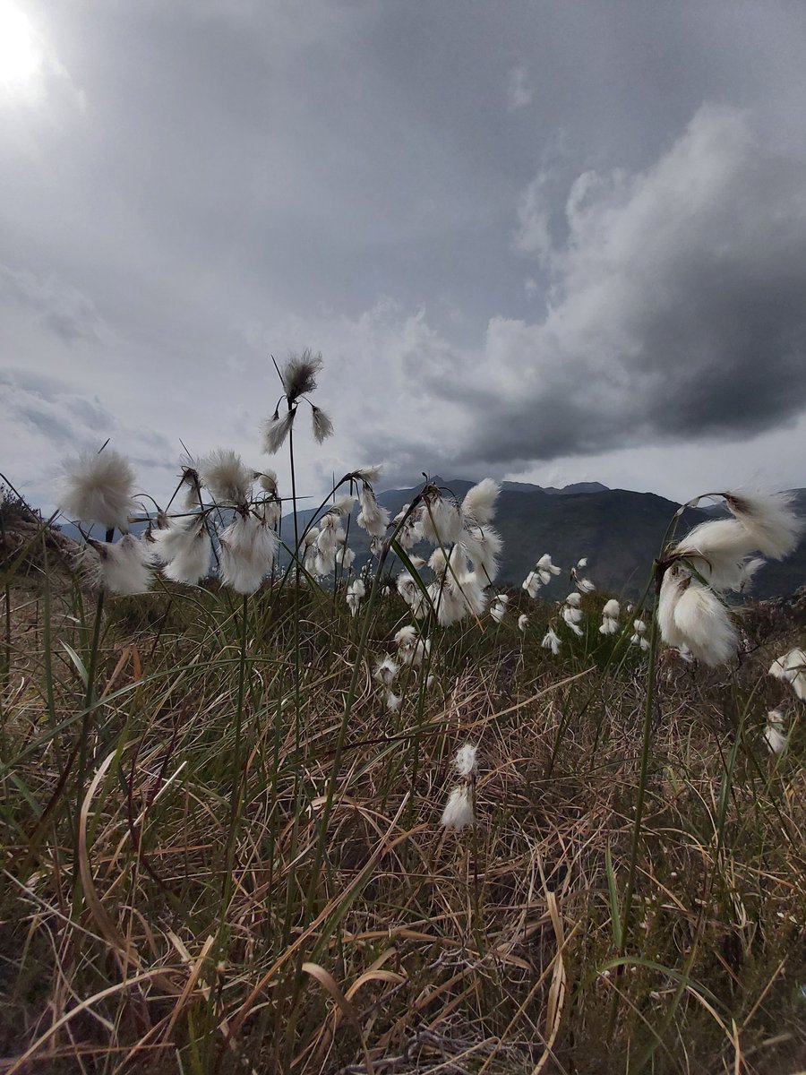 Tormentil and cotton grass just before the rain finally arrived. #wildflowerhour